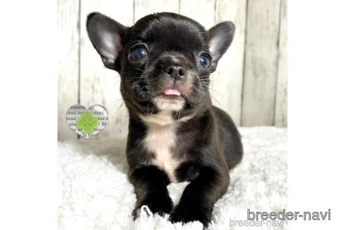 成約済の茨城県のミックス犬-317756の8枚目